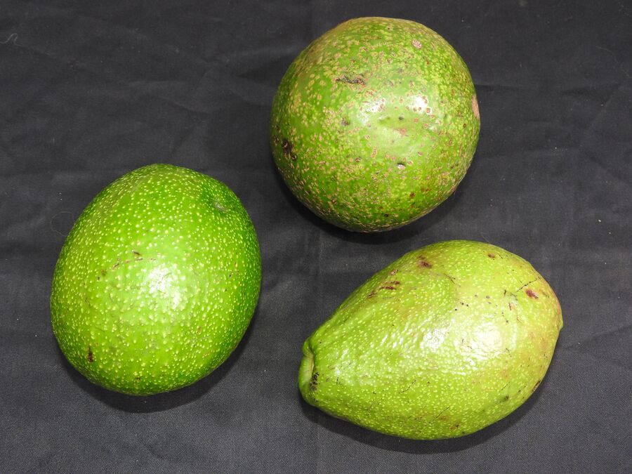 Tres aguacates verdes de piel lisa sobre un fondo oscuro