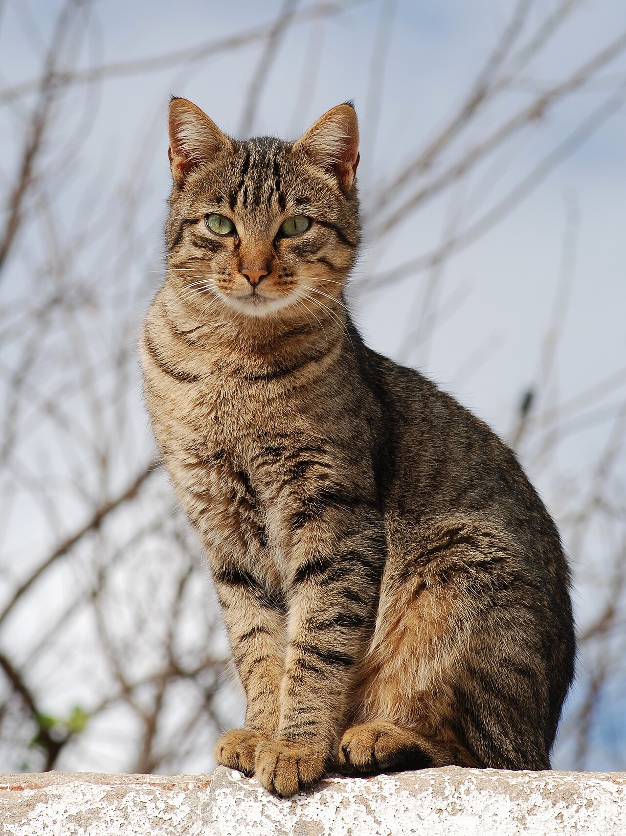 castrar un gato