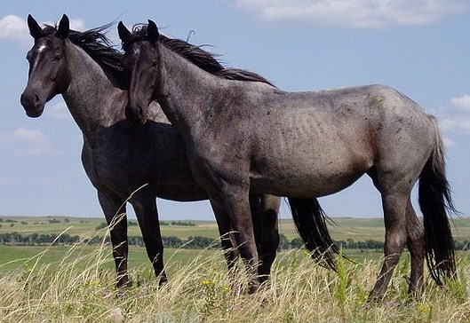 un caballo