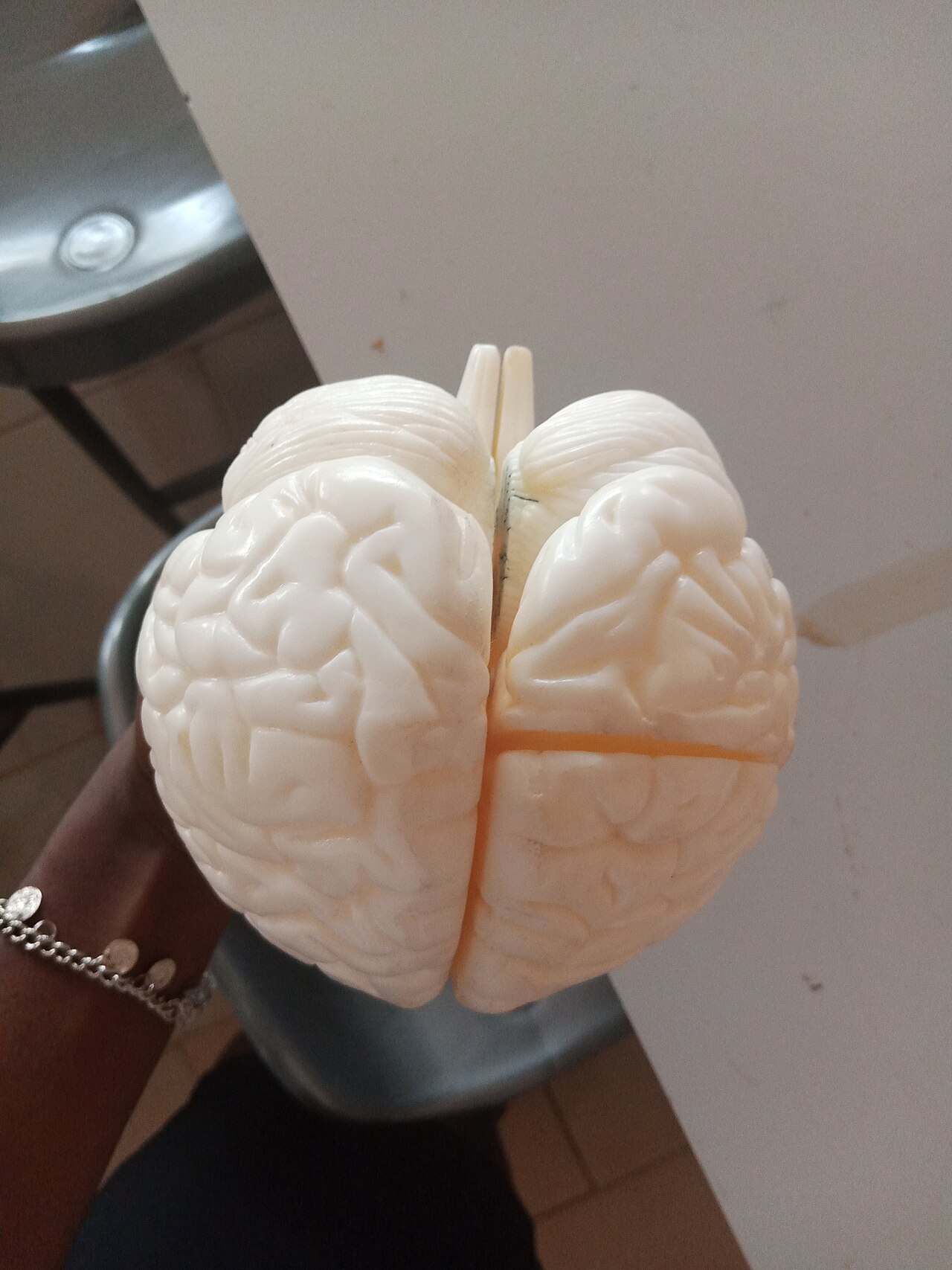 un cerebro humano