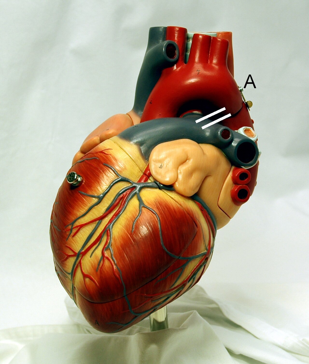 un corazón humano