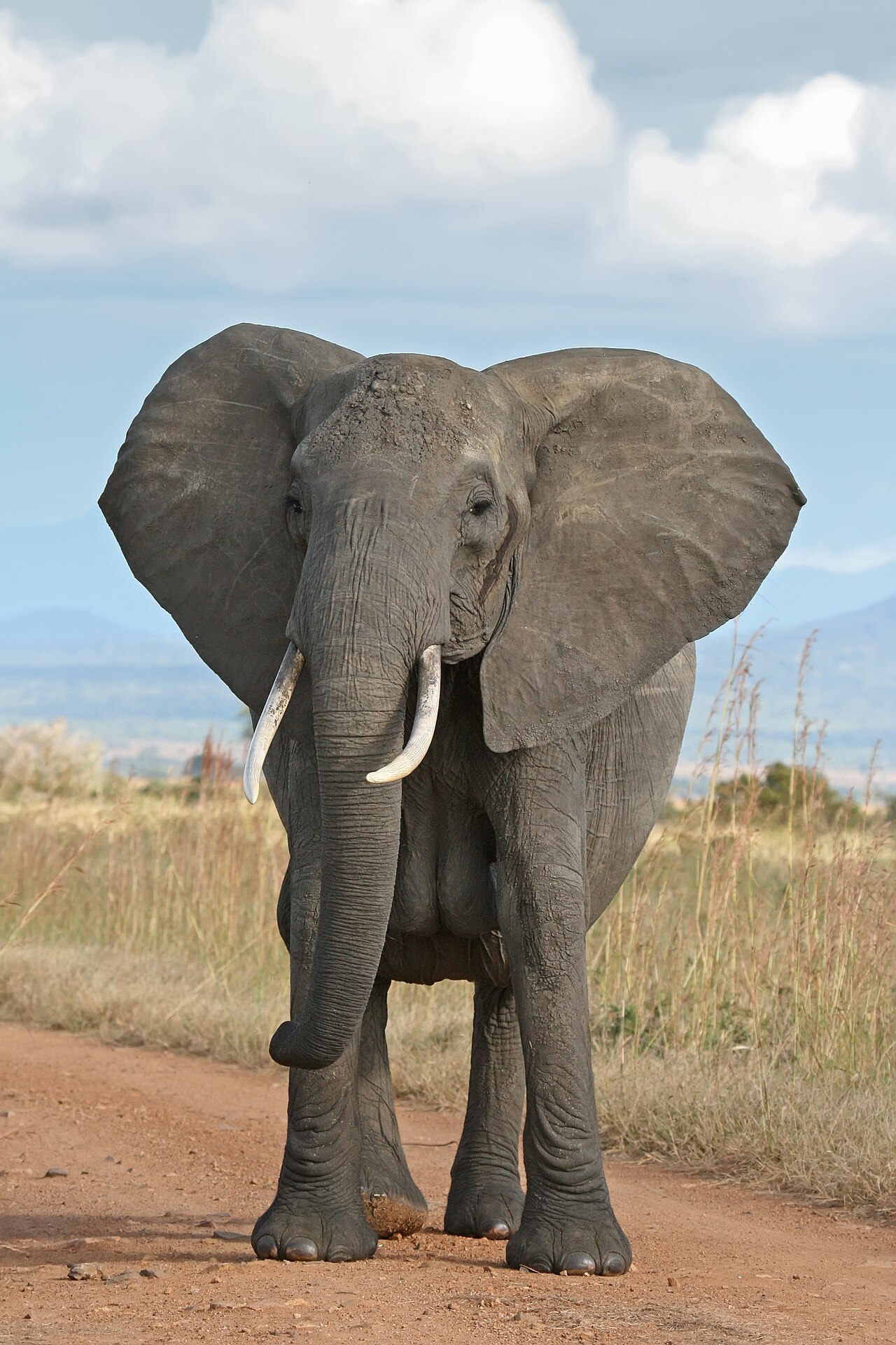 un elefante