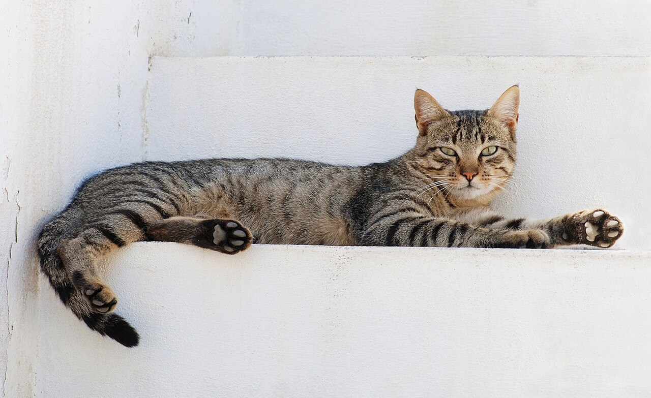 un gato