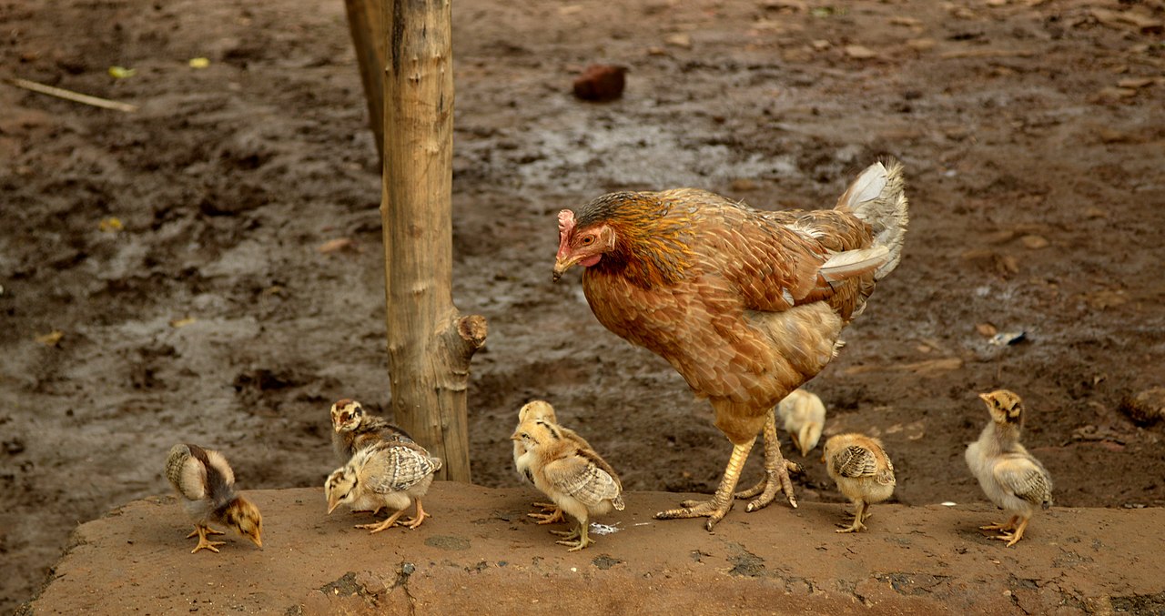 una gallina