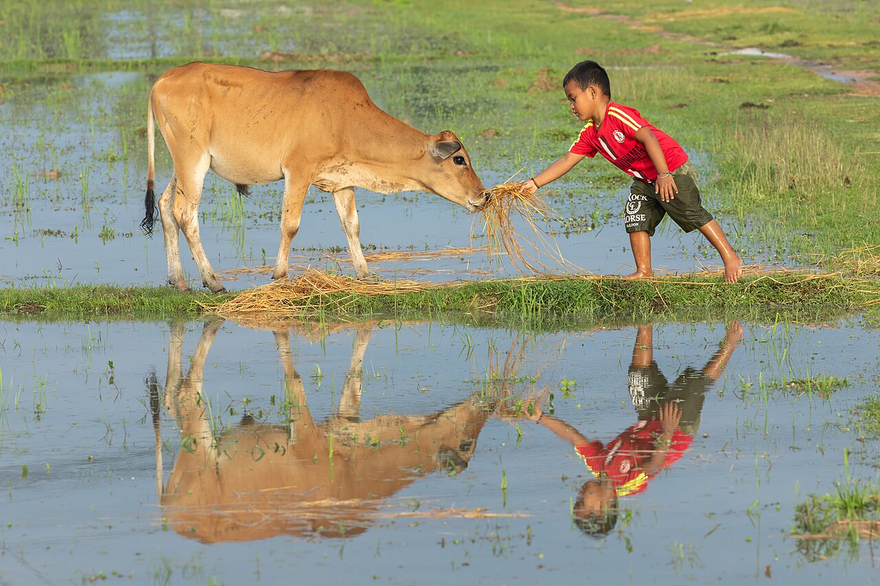 una vaca