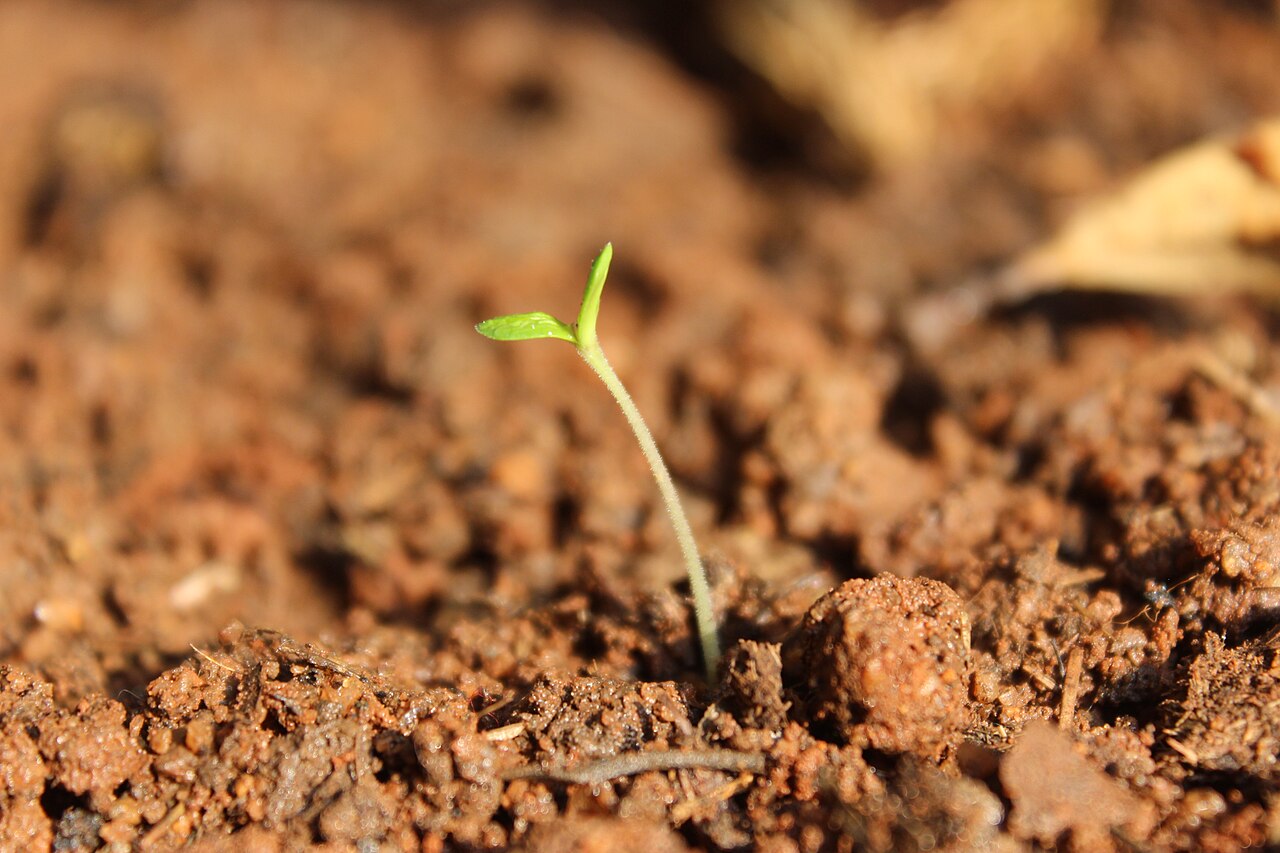en germinar una semilla