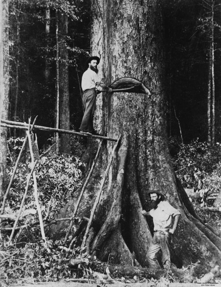 talar un árbol
