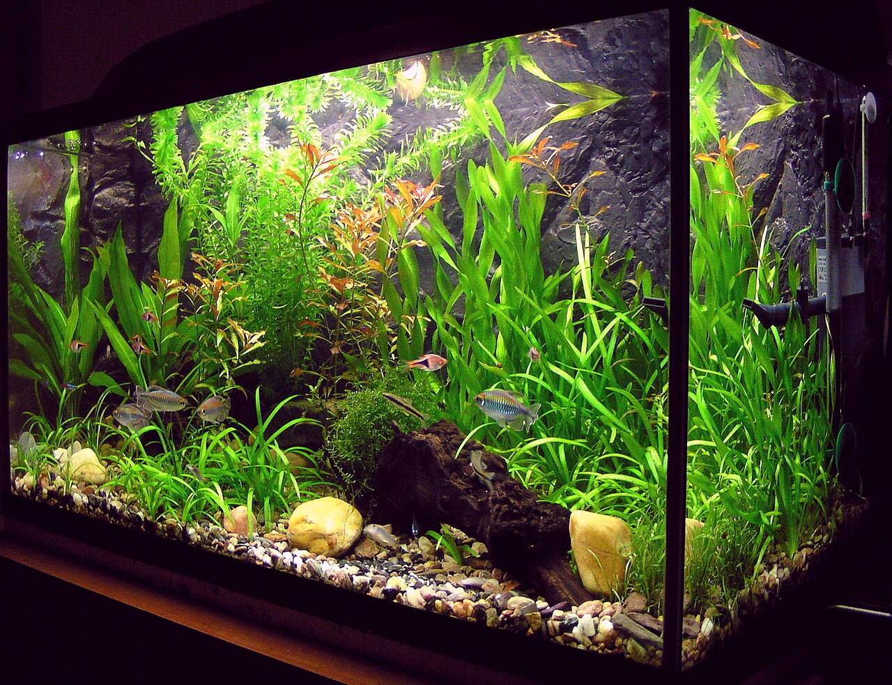 un acuario