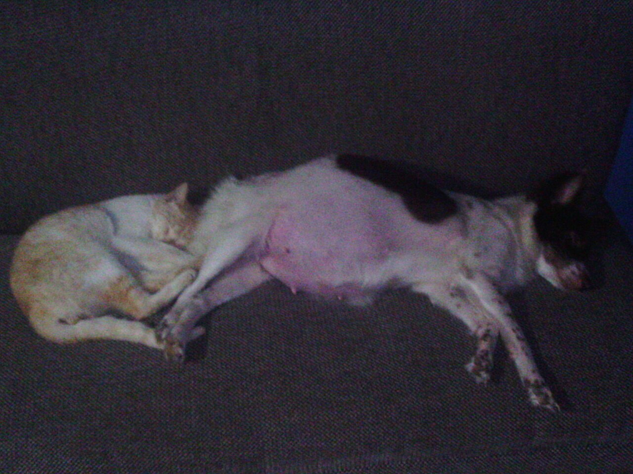 un seguro para mascotas
