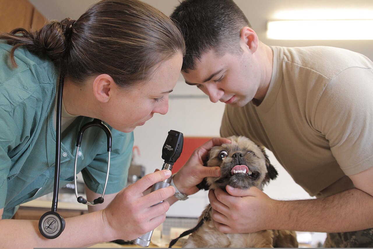 un veterinario