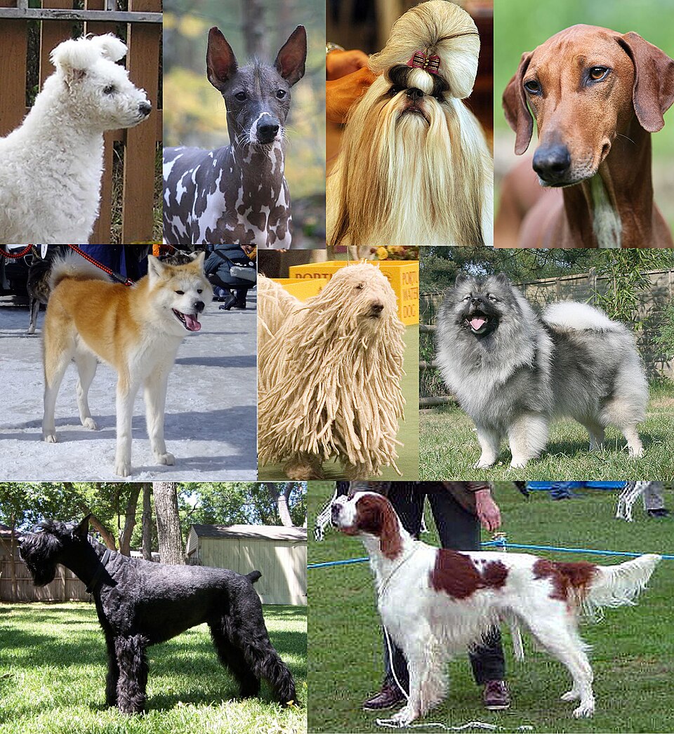 vacunar a un perro